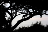 tree climbing lions(c)batmedia